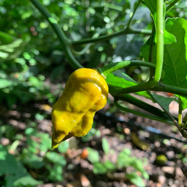 7 Pot Slimer - Seeds - The Pepper Pantry (Formerly Marie Sharp's)